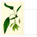 Fraxinus Excelsior Heteropylla Simple-Leaved Ash by Anonymous