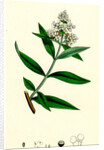 Ligustrum Vulgare Common Privet by Anonymous