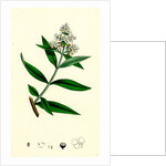 Ligustrum Vulgare Common Privet by Anonymous