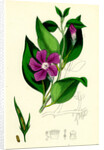 Vinca Major Greater Periwinkle by Anonymous