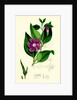 Vinca Major Greater Periwinkle by Anonymous
