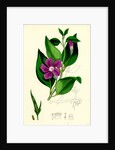 Vinca Major Greater Periwinkle by Anonymous
