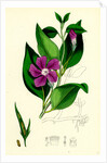 Vinca Major Greater Periwinkle by Anonymous