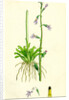 Lobelia Dortmanna Water Lobelia by Anonymous