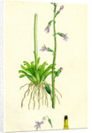 Lobelia Dortmanna Water Lobelia by Anonymous