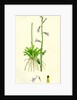 Lobelia Dortmanna Water Lobelia by Anonymous