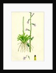 Lobelia Dortmanna Water Lobelia by Anonymous