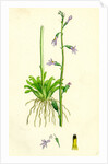 Lobelia Dortmanna Water Lobelia by Anonymous
