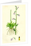 Lobelia Dortmanna Water Lobelia by Anonymous