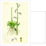 Lobelia Dortmanna Water Lobelia by Anonymous