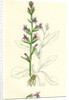 Lobelia Urens Acrid Lobelia by Anonymous
