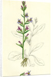 Lobelia Urens Acrid Lobelia by Anonymous