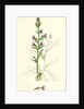 Lobelia Urens Acrid Lobelia by Anonymous