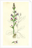 Lobelia Urens Acrid Lobelia by Anonymous