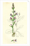 Lobelia Urens Acrid Lobelia by Anonymous