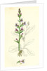 Lobelia Urens Acrid Lobelia by Anonymous