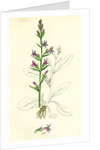 Lobelia Urens Acrid Lobelia by Anonymous