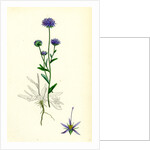 Jasione Montana Annual Sheep's-Bit by Anonymous