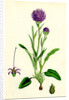 Phyteuma Orbiculare Round-Headed Rampion by Anonymous