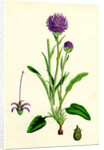 Phyteuma Orbiculare Round-Headed Rampion by Anonymous