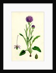 Phyteuma Orbiculare Round-Headed Rampion by Anonymous