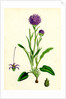 Phyteuma Orbiculare Round-Headed Rampion by Anonymous