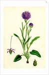 Phyteuma Orbiculare Round-Headed Rampion by Anonymous