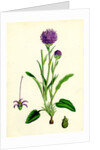 Phyteuma Orbiculare Round-Headed Rampion by Anonymous