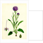 Phyteuma Orbiculare Round-Headed Rampion by Anonymous