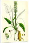 Phyteuma Spicatum Spiked Rampion by Anonymous