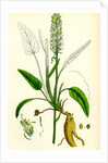 Phyteuma Spicatum Spiked Rampion by Anonymous