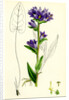 Campanula Glomerata Clustered Bell-Flower by Anonymous
