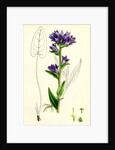 Campanula Glomerata Clustered Bell-Flower by Anonymous
