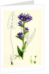 Campanula Glomerata Clustered Bell-Flower by Anonymous