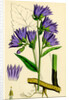 Campanula Trachelium Nettle-Leaved Bell-Flower by Anonymous