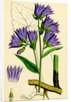 Campanula Trachelium Nettle-Leaved Bell-Flower by Anonymous