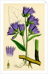 Campanula Trachelium Nettle-Leaved Bell-Flower by Anonymous
