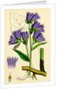 Campanula Trachelium Nettle-Leaved Bell-Flower by Anonymous