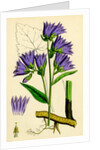 Campanula Trachelium Nettle-Leaved Bell-Flower by Anonymous