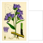 Campanula Trachelium Nettle-Leaved Bell-Flower by Anonymous