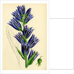 Campanula Latifolia Giant Bell-Flower by Anonymous