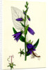 Campanula Rapunculoides Creeping Bell-Flower by Anonymous