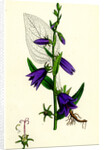 Campanula Rapunculoides Creeping Bell-Flower by Anonymous
