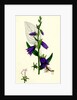 Campanula Rapunculoides Creeping Bell-Flower by Anonymous