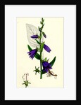 Campanula Rapunculoides Creeping Bell-Flower by Anonymous
