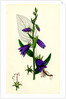 Campanula Rapunculoides Creeping Bell-Flower by Anonymous