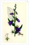 Campanula Rapunculoides Creeping Bell-Flower by Anonymous