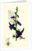 Campanula Rapunculoides Creeping Bell-Flower by Anonymous