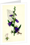 Campanula Rapunculoides Creeping Bell-Flower by Anonymous