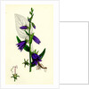 Campanula Rapunculoides Creeping Bell-Flower by Anonymous